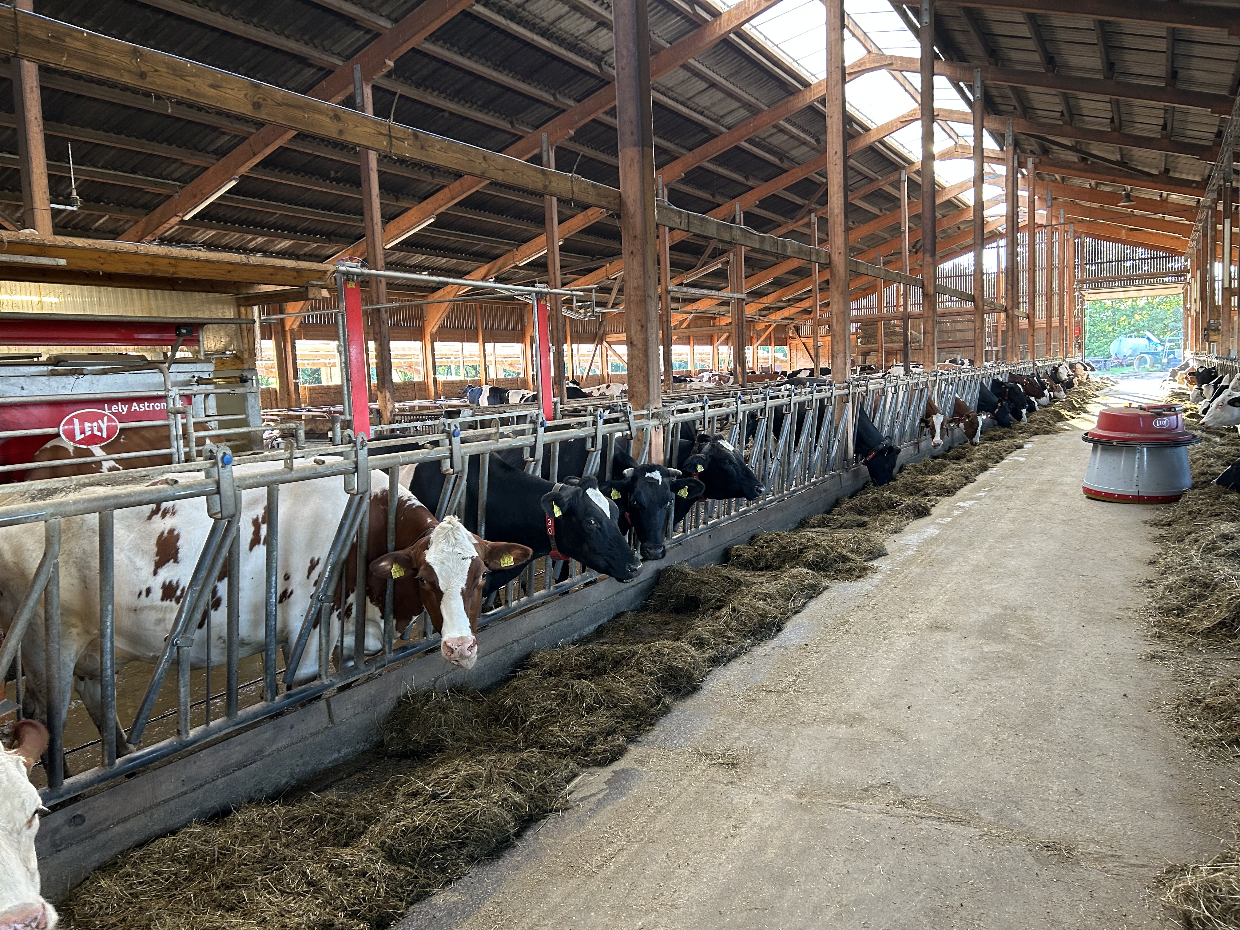 Kühe im Offenstall des Finkhofs bei der Fütterung mit Silage